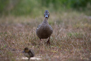 Adult wild duck with little ducklings walk and feed on a grassy meadow during the rain