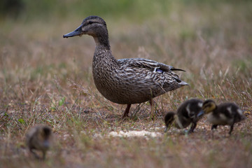 Adult wild duck with little ducklings walk and feed on a grassy meadow during the rain