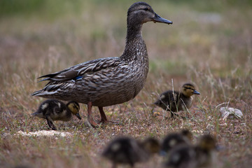 Adult wild duck with little ducklings walk and feed on a grassy meadow during the rain