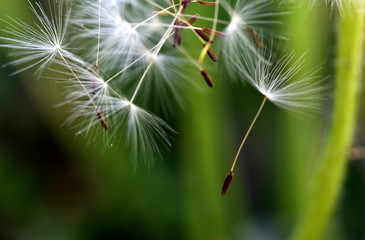 Abfliegende Samen einer Pusteblume