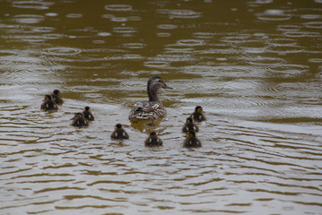 Adult wild duck with little ducklings swim together in the lake during the rain