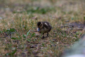 Adult wild duck with little ducklings walk and feed on a grassy meadow during the rain