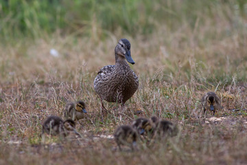 Adult wild duck with little ducklings walk and feed on a grassy meadow during the rain