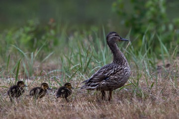 Adult wild duck with little ducklings walk and feed on a grassy meadow during the rain