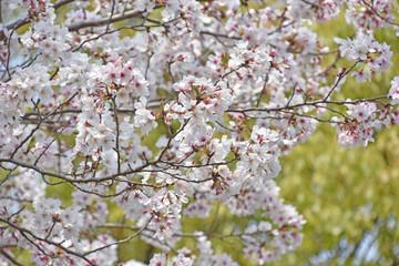 桜と新緑　鹿児島県出水市