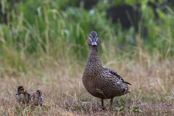 Adult wild duck with little ducklings walk and feed on a grassy meadow during the rain