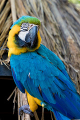 Large multi-colored parrot Ara sits on a branch on the background of the jungle