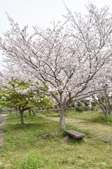 Obraz na płótnie Canvas 桜と新緑　鹿児島県出水市