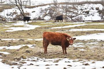 Beef Cattle in Winter