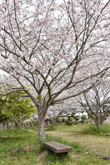 桜と新緑　鹿児島県出水市