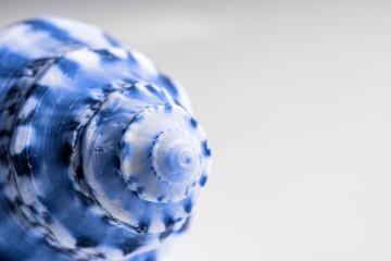 Tropical background. Trendy aquamarine light blue color Sea shell. Summer background. Dreamy gentle air artistic image. Soft focus