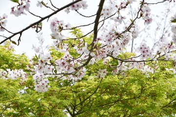 桜と新緑　鹿児島県出水市