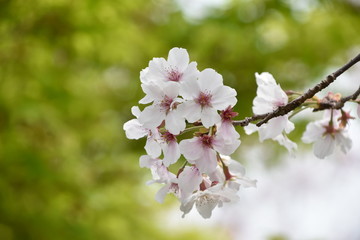 桜と新緑　鹿児島県出水市