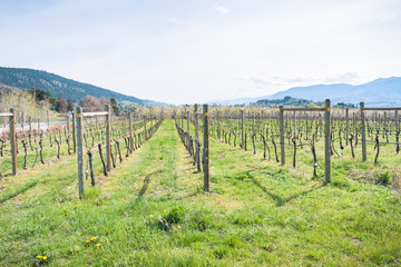Fototapeta na wymiar View of vineyard and green grass with mountains in background in springtime