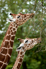 girafe 