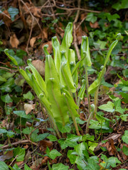 Young Hart's tongue fern unfurling in nature. Asplenium scolopendrium.