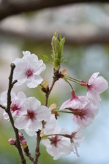 桜と新緑　鹿児島県出水市