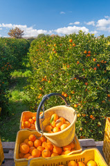 Harvest time. boxes full of just picked tarocco oranges, Sicily - 342899804