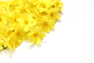 白バックのオウバイモドキ