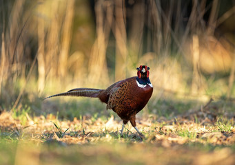 Male common pheasant (Phasianus colchicus) in spring morning light walking in meadow.  Contrast bright colors detailed close up. Czech nature during spring