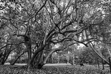 Black and white photo of tree with many branches in a park in Florida