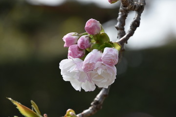 桜と新緑　鹿児島県出水市