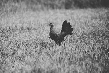 Obraz premium Rustic black and white rural farm scene with free range chicken hen in grass.