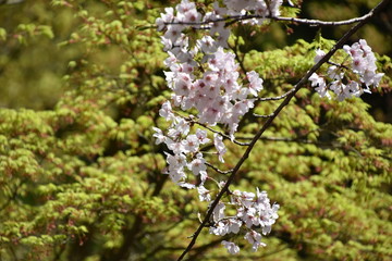 桜と新緑　鹿児島県出水市