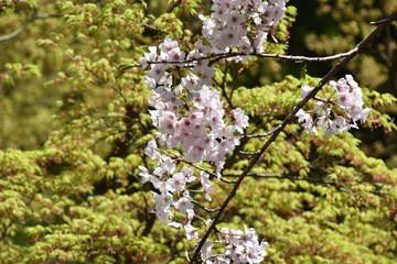 桜と新緑　鹿児島県出水市