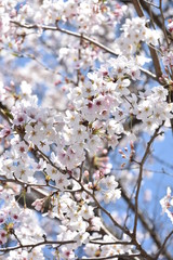 桜と新緑　鹿児島県出水市
