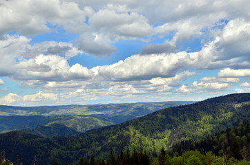 Fototapeta premium Grüner Schwarzwald im Frühling