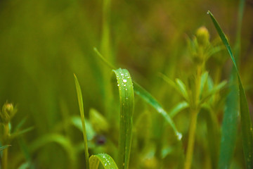 green grass with dew drops
