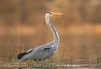 Grey heron (Ardea cinerea) catch the fish. Heron during hunt. Grey heron has a small fish in your beak
