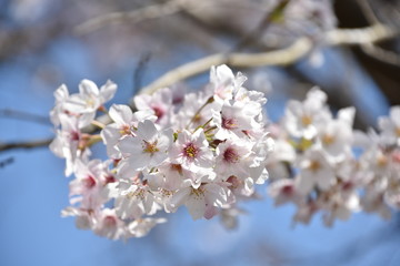 Fototapeta premium 桜と新緑 鹿児島県出水市