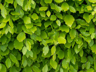 Fresh green beech hedge, leaves in spring, closeup. Background. Fagus sylvatica. - obrazy, fototapety, plakaty