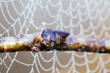 Tiny orb weaver spider and web