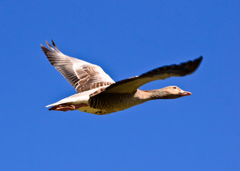 Flying greylag goose in front of blue sky in beautiful blue sky