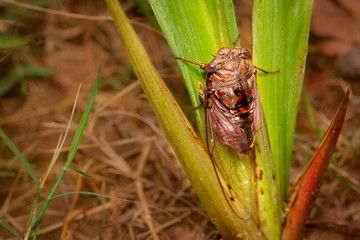 cicadas - Cicadoidea