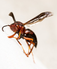 Paper wasp on a white background