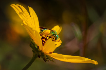 Metallic Green Bee on yellow flower