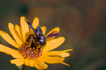 Black and Blue bee hornet wasp on a yellow flower 