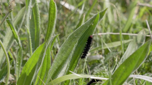 Glanville Fritillary Caterpillars. About 25mm long. 