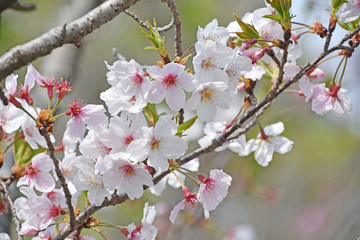 桜と新緑　鹿児島県出水市