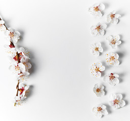 Blooming fruit branches. Apricot blossoms on a white background