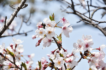 Obraz premium 桜と新緑 鹿児島県出水市