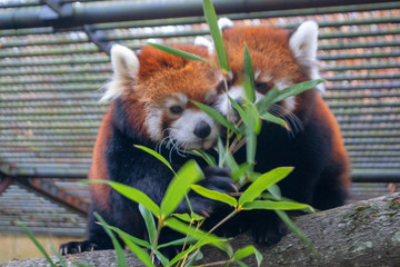 red panda eating bamboo