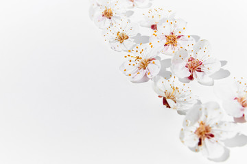 Blooming fruit branches. Apricot blossoms on a white background