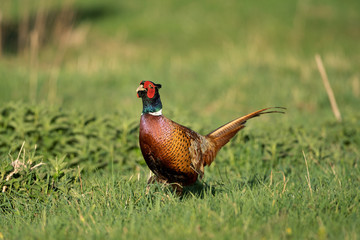 Naklejka premium Samiec bażanta zwyczajnego (Phasianus colchicus) w świetle poranka wiosny chodzenie na łące. Kontrastowe jasne kolory szczegółowe z bliska. Czeska przyroda wiosną