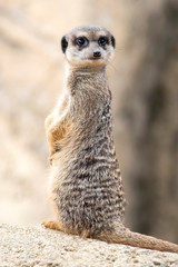 suricate