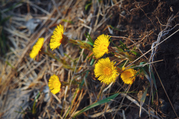 Group of coltsfoot flowers on blurred background. Beautiful yellow flowers of Tussilago farfara foreground closeup on a rocky lawn.